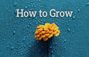 Video. How to Grow Part 1 - Practical Teaching.mp4